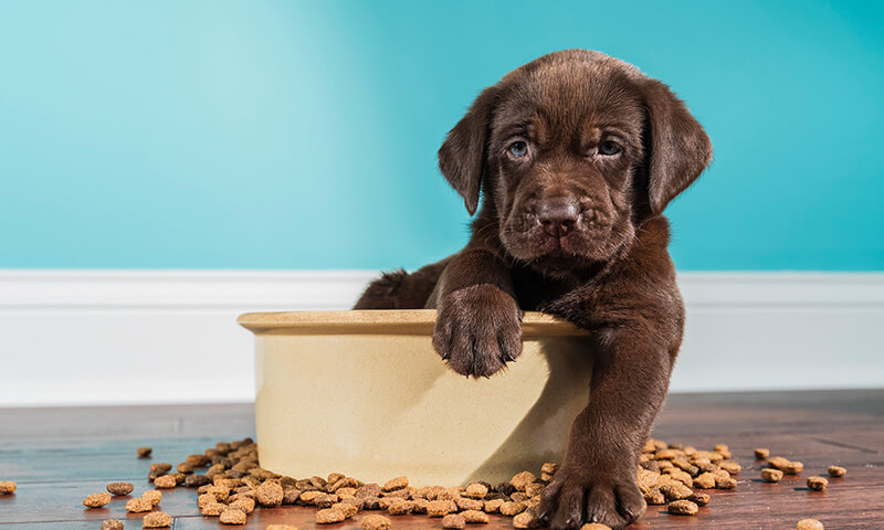 A puppy in a bowl