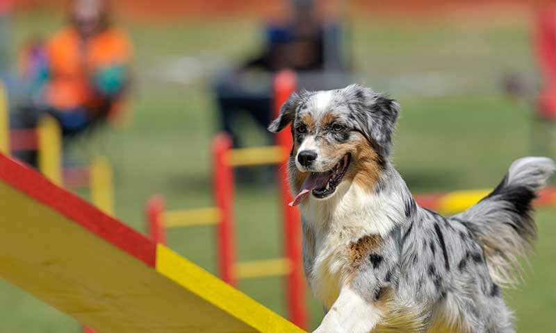 An Aussie Retriever