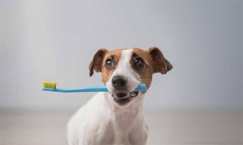 A dog with a toothbrush