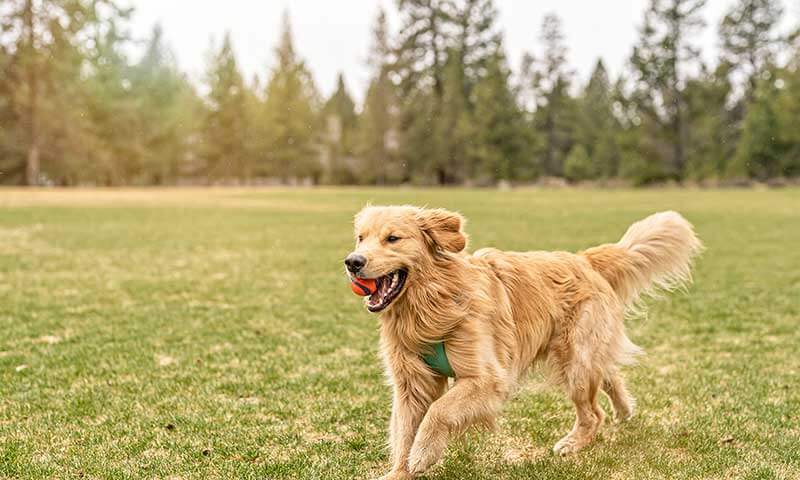 A golden retriever running