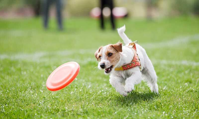 A running dog outside