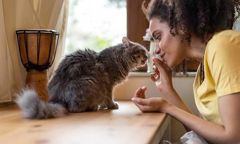 A rumpled cat being given a treat