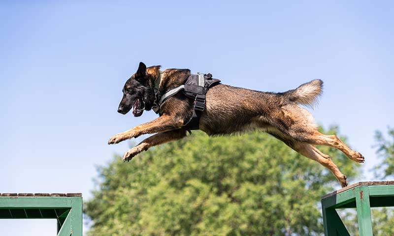 A dog running an obstacle course