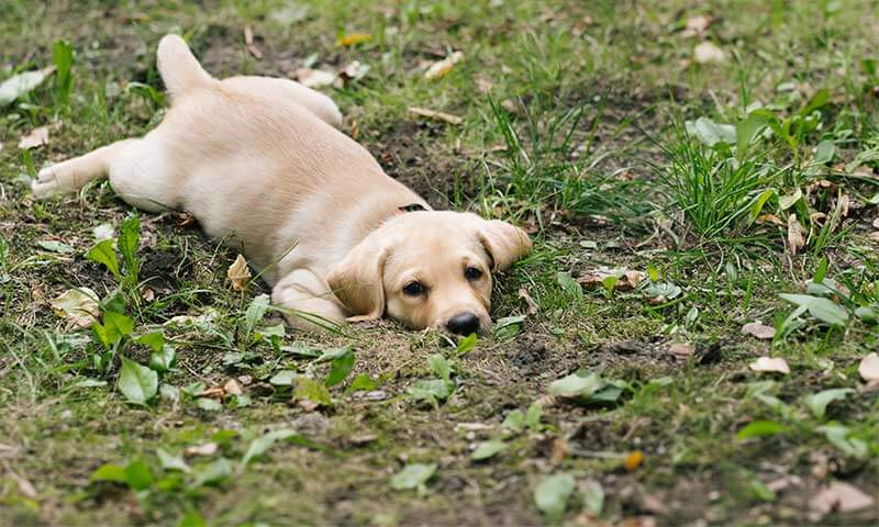 A puppy in grass