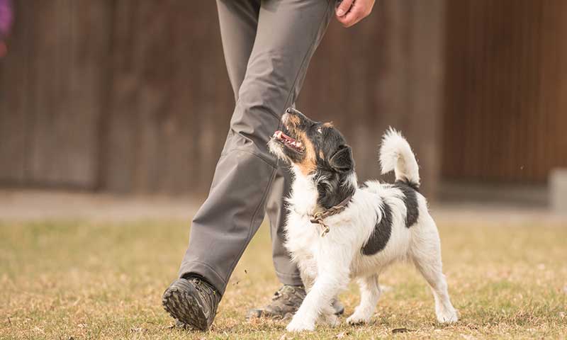 Training a puppy to walk