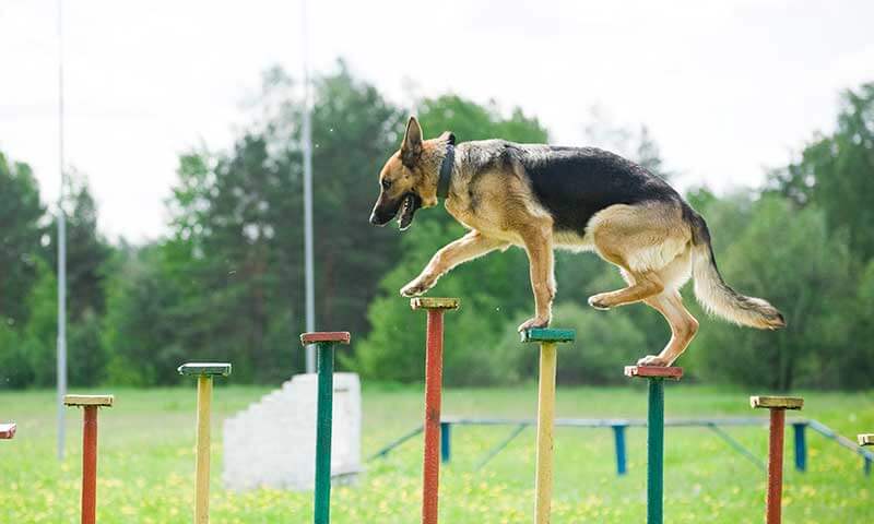 A dog balancing on posts