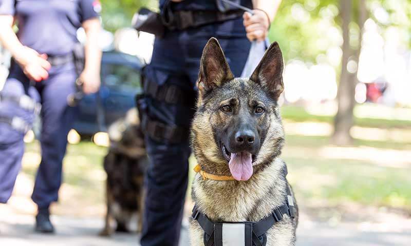 A police dog in training