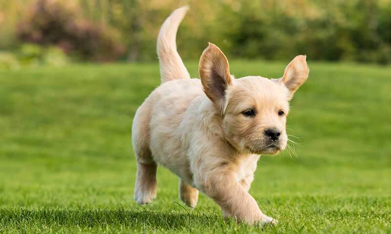 A running puppy